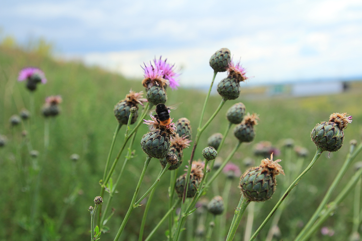 Nahaufnahme einer unserer Blühflächen 
