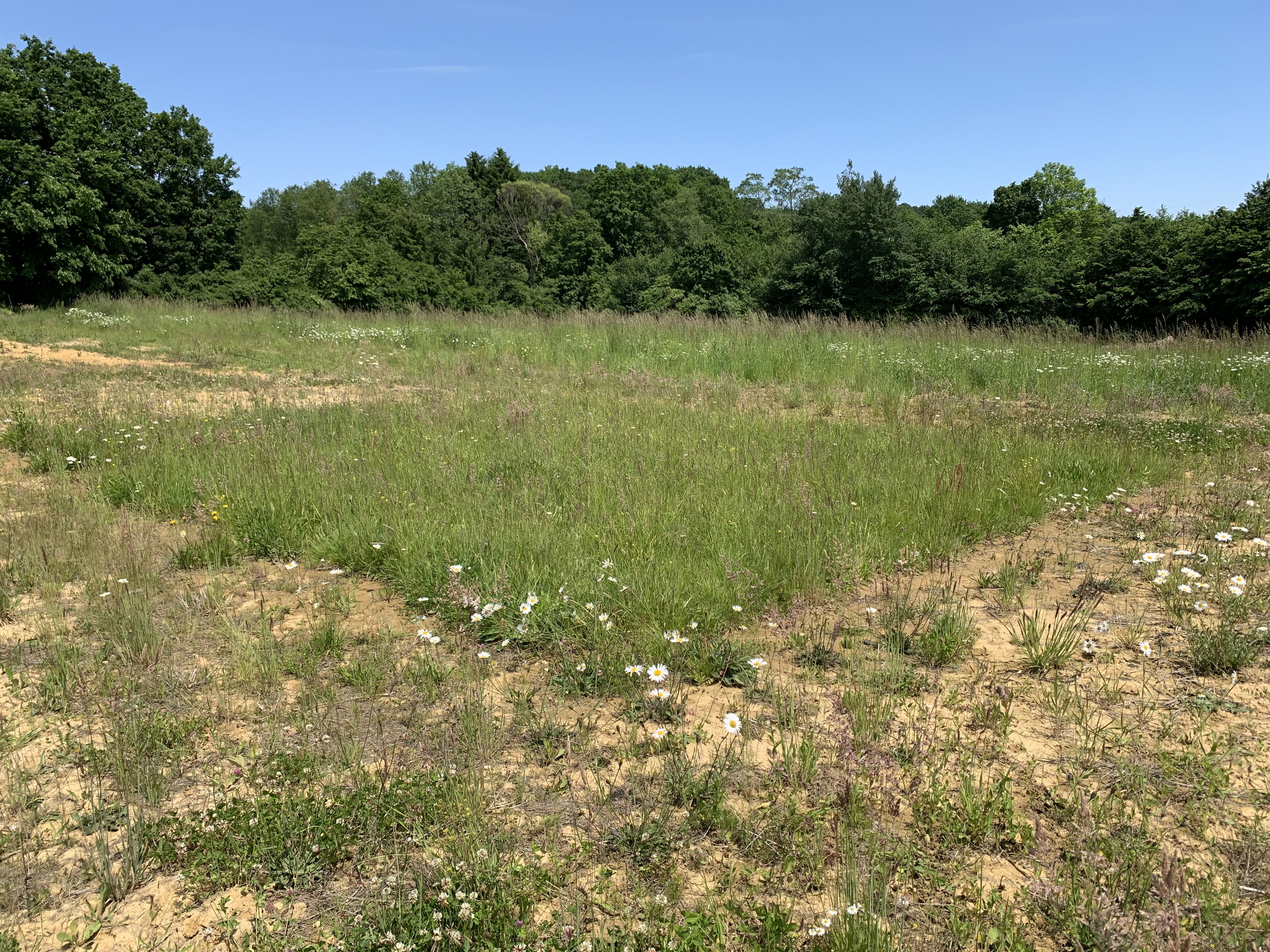 Die transplantierten Vegetationseinheiten sind anhand der rechteckigen Form ersichtlich, rundum liegen Flächen mit Mahdgutübertragung