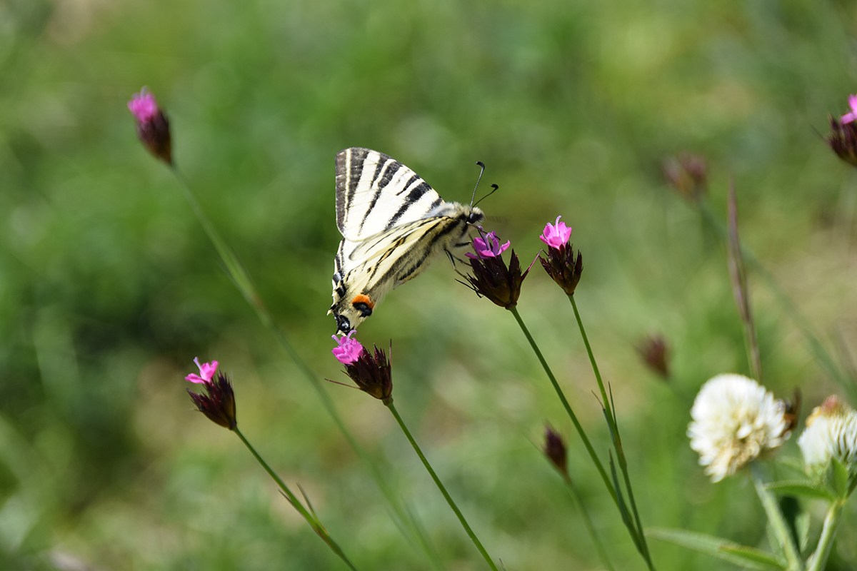Nahaufnahme eines Segelfalters, der auf unseren Blühwiesen zu finden ist 