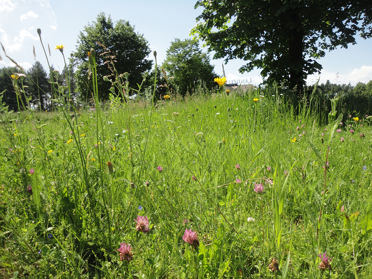 Nahaufnahme einer unserer Blühflächen 