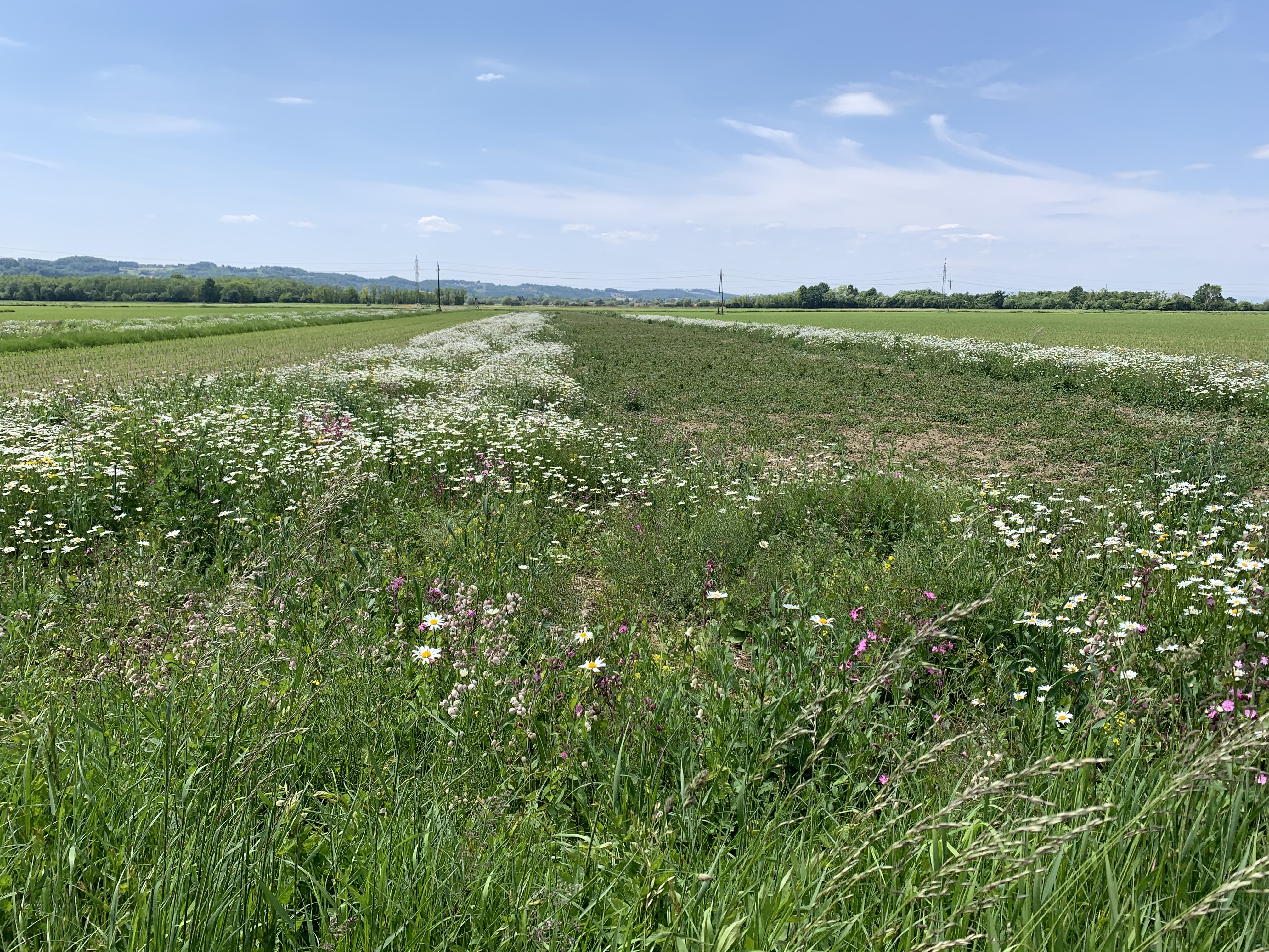 Eine Brache wird links und rechts von einer Wiese mit Margeriten gesäumt