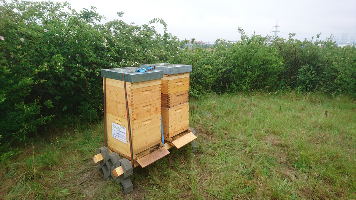 Zwei Bienenstöcke, die auf einer unserer Grünflächen angesiedelt sind 
