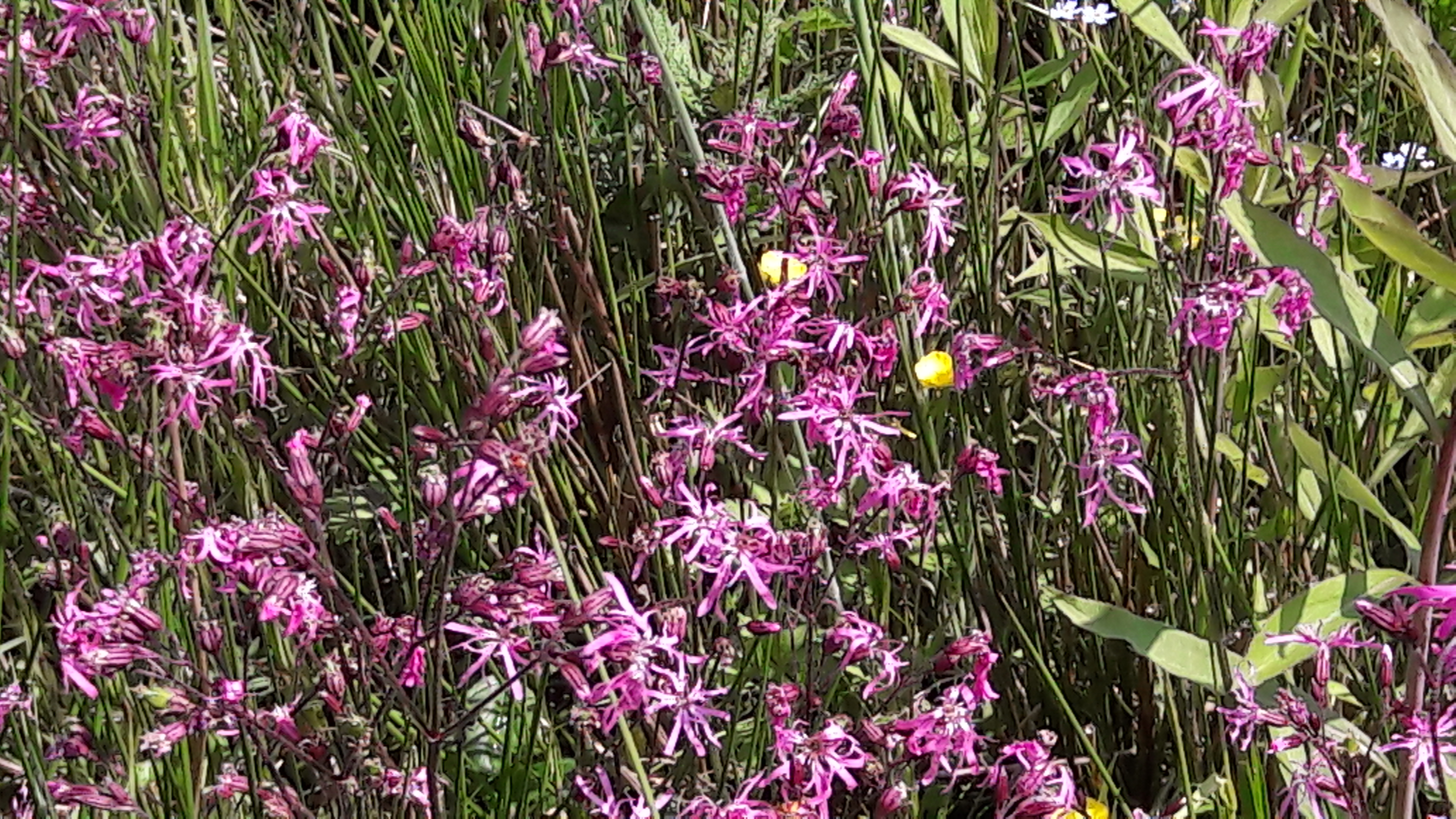 Die Flächen wurden mit autochthone/regionalem Saatgut eingesät und sind bereits mehrere Jahre alt